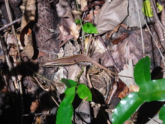 Zonosaurus madagascariensis