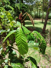 Sterculia megistophylla