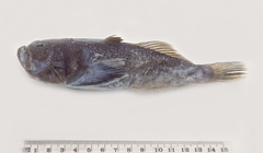 Uranoscopus affinis