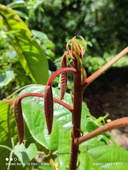 Sterculia megistophylla