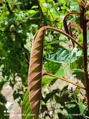 Sterculia megistophylla