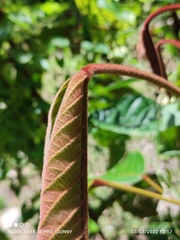 Sterculia megistophylla