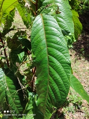 Sterculia megistophylla