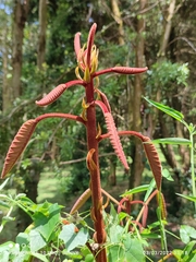 Sterculia megistophylla