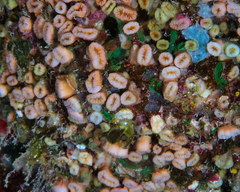 Cladopsammia eguchii