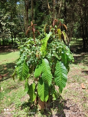 Sterculia megistophylla
