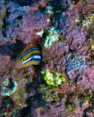 Plagiotremus ewaensis