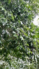 Eugenia candolleana