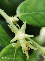 Cleistanthus sumatranus