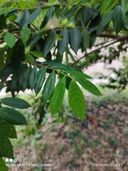 Cleistanthus sumatranus