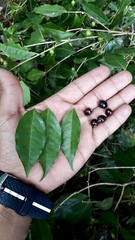 Eugenia candolleana