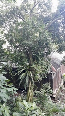 Eugenia candolleana