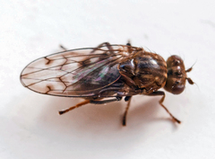 Parydra quadripunctata