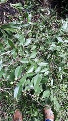 Eugenia candolleana