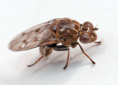 Parydra quadripunctata