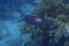 Bodianus unimaculatus