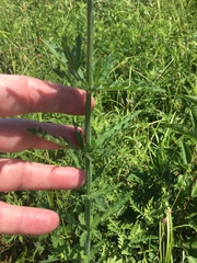 Verbena xutha