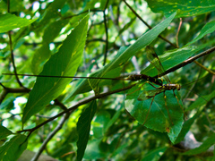 Megarhyssa macrurus