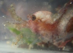 Eualus pusiolus