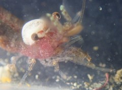Eualus pusiolus