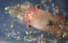 Eualus pusiolus