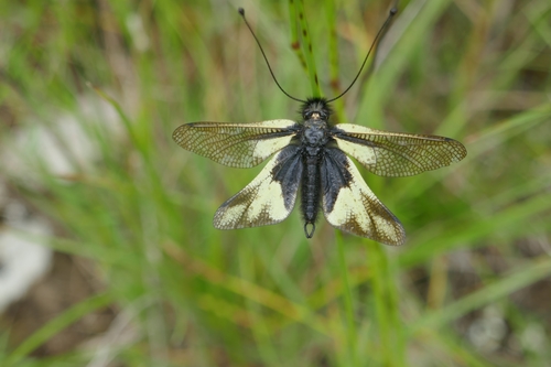 Libelloides coccajus