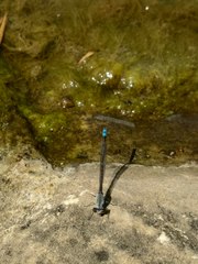 Paracercion calamorum