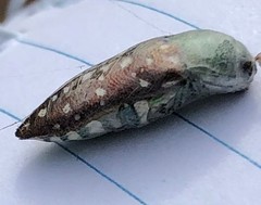 Diphucrania leucosticta