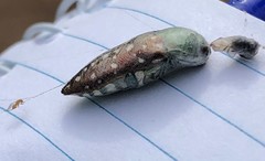 Diphucrania leucosticta