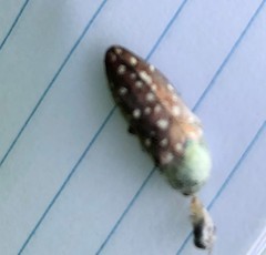 Diphucrania leucosticta