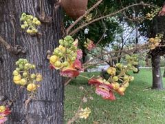Couroupita guianensis