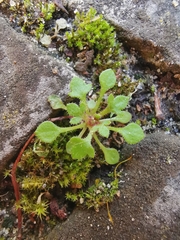 Saxifraga tridactylites