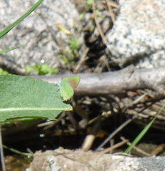 Callophrys affinis