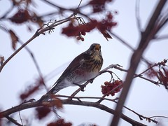Turdus pilaris