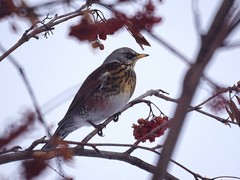 Turdus pilaris