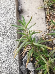 Spergularia rubra