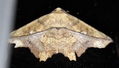Polyacme dissimilis