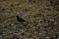 Turdus merula