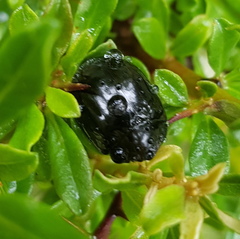 Paropsisterna angustipes