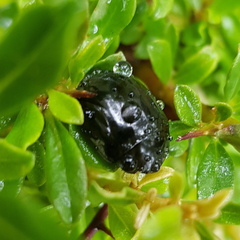 Paropsisterna angustipes