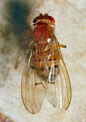 Drosophila transversa
