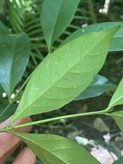 Euonymus australianus