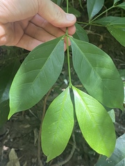 Euonymus australianus