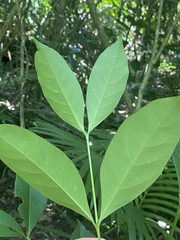 Euonymus australianus