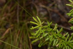Banksia cunninghamii
