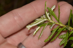 Banksia cunninghamii