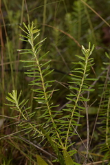 Banksia cunninghamii