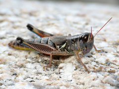 Phoetaliotes nebrascensis