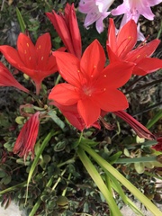 Cyrtanthus sanguineus