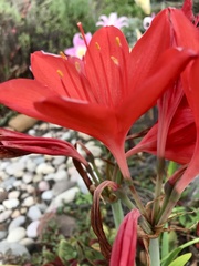 Cyrtanthus sanguineus
